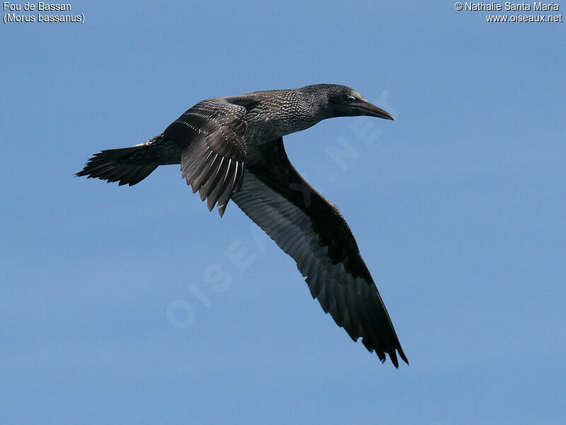 Northern Gannetjuvenile, identification, Flight, Behaviour