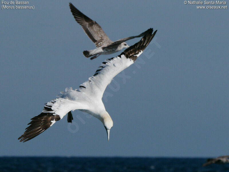 Fou de Bassanadulte nuptial, identification, pêche/chasse, Comportement