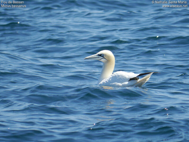 Fou de Bassanadulte, identification, habitat, nage, Comportement