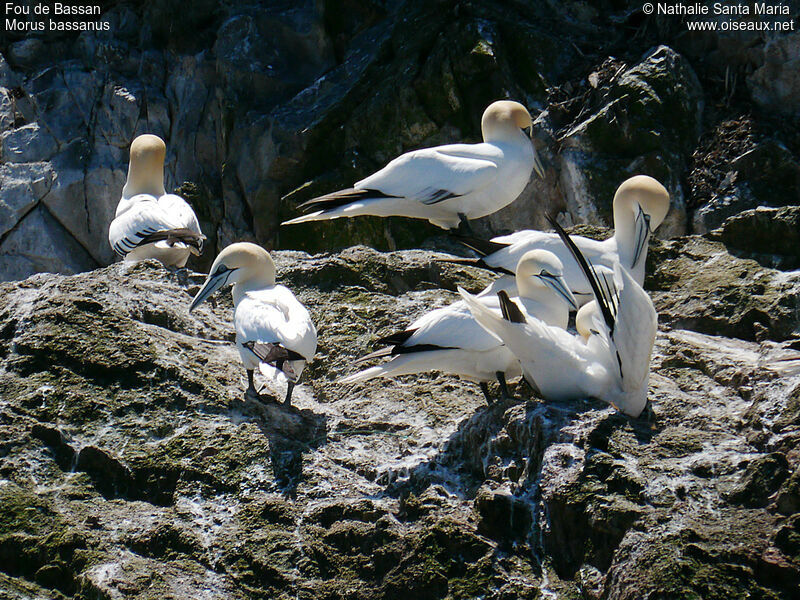 Fou de Bassanadulte, habitat, soins, Comportement