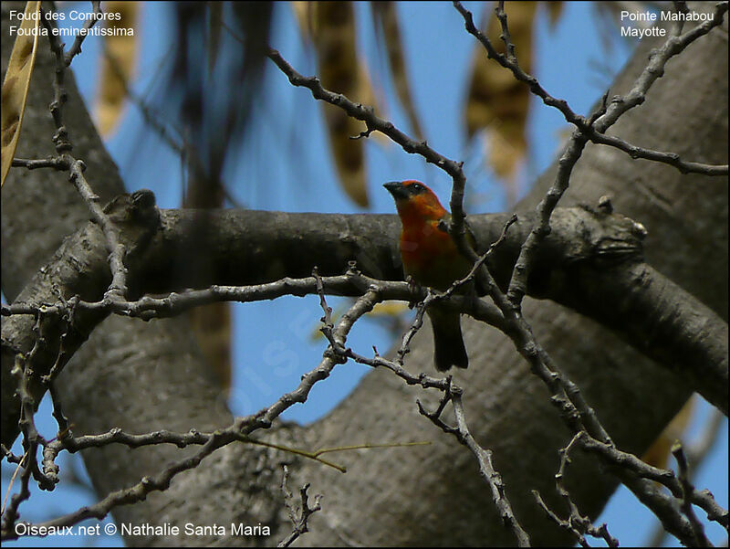 Comoros Fody male adult breeding