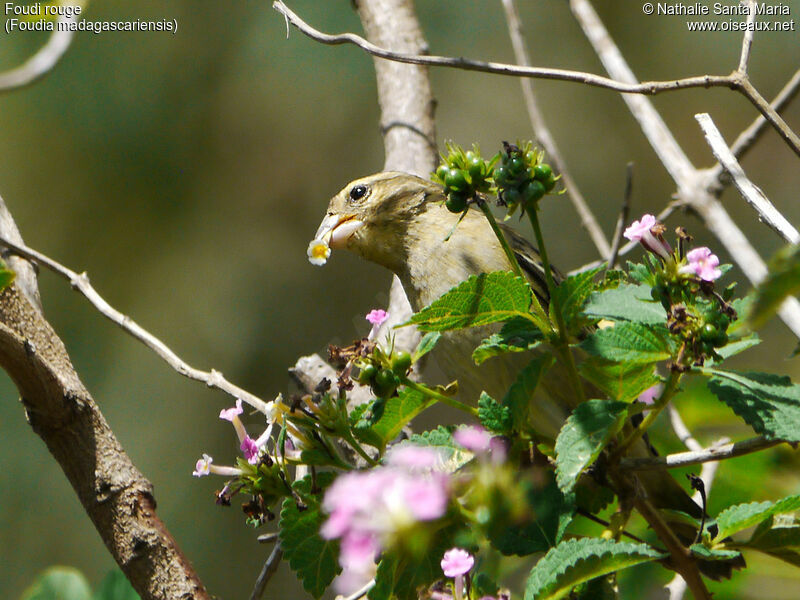 Red Fody female adult, identification, habitat, feeding habits, eats