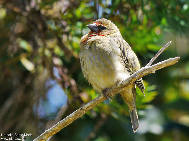 Foudi rouge mâle immature, identification, Comportement