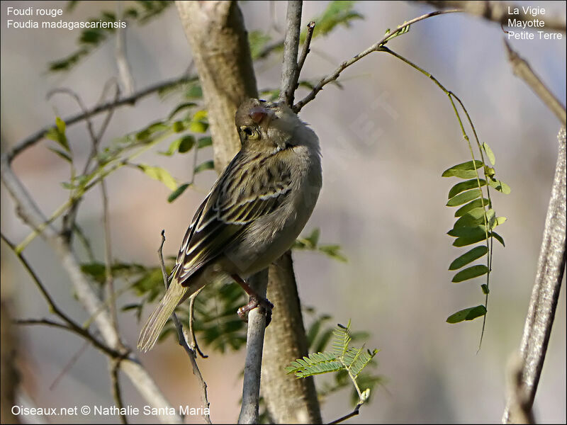 Foudi rouge femelle adulte, identification, habitat, Comportement