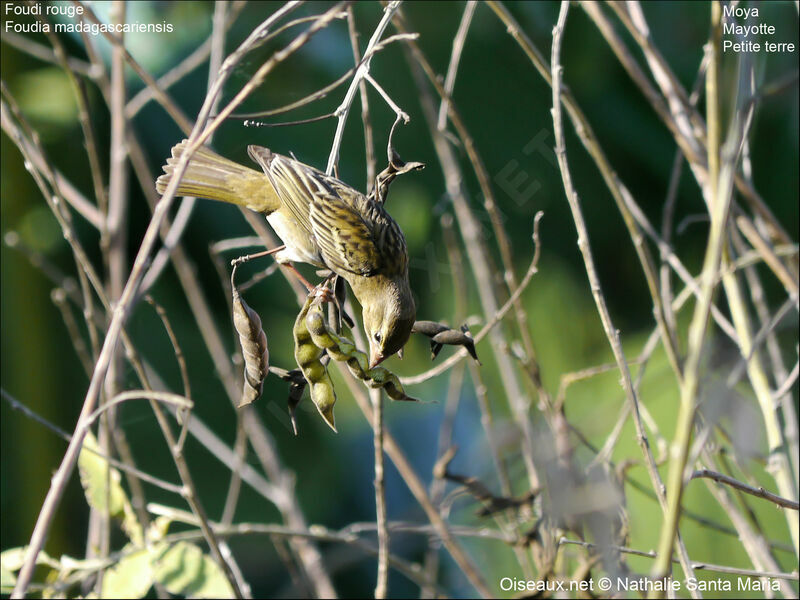 Foudi rouge femelle adulte internuptial, identification, habitat, régime, mange