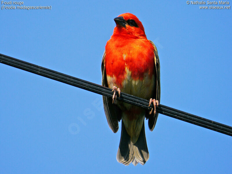 Red Fody male adult breeding, identification, Behaviour