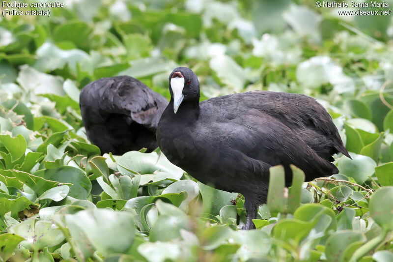 Red-knobbed Cootadult breeding, identification, habitat, walking