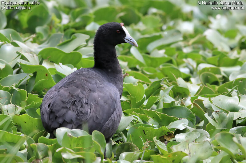 Foulque caronculéeadulte nuptial, identification, habitat