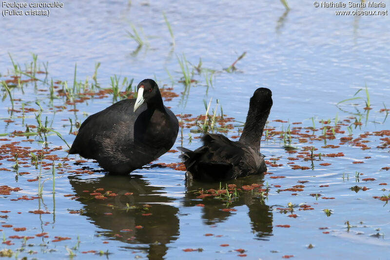 Red-knobbed Cootadult breeding, identification, habitat