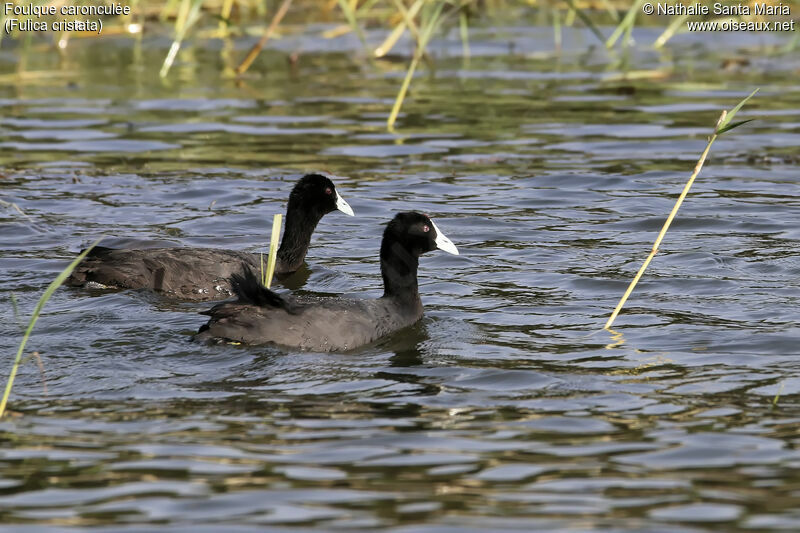 Foulque caronculéeadulte, identification, habitat, nage