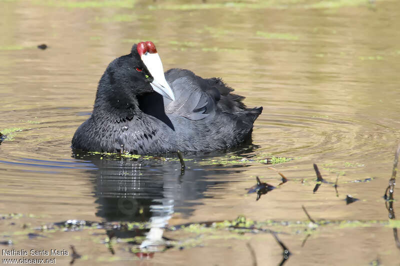 Foulque caronculéeadulte, nage