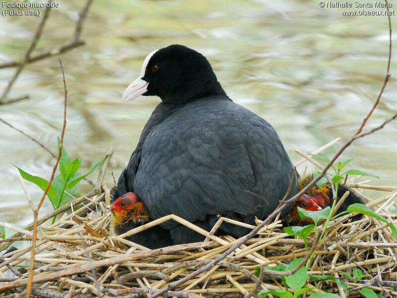 Eurasian Coot, identification, habitat, Reproduction-nesting