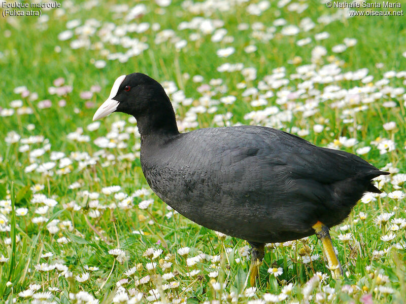 Foulque macrouleadulte nuptial, identification, marche