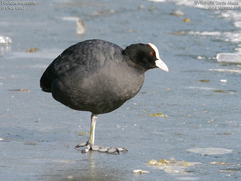 Eurasian Cootadult, identification, habitat, Reproduction-nesting, Behaviour