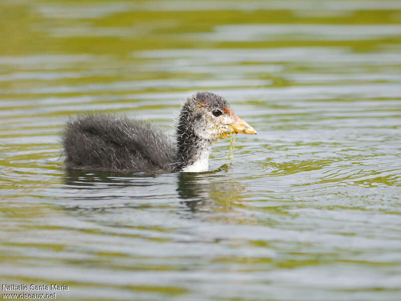 Foulque macroulePoussin, identification