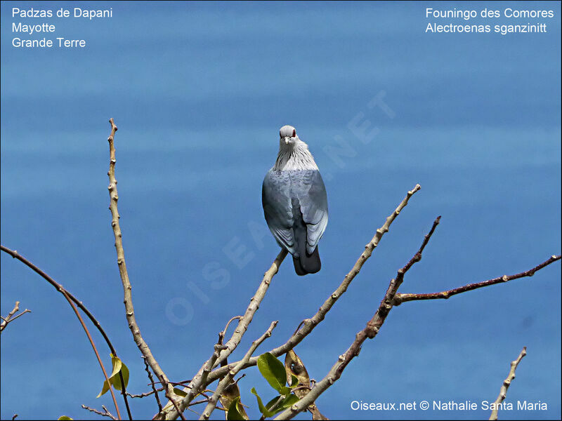 Founingo des Comoresadulte, identification, habitat, Comportement