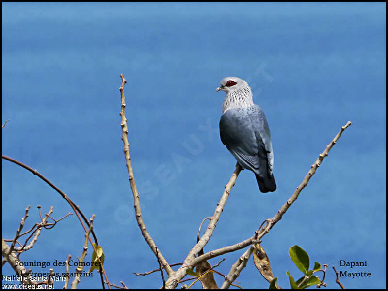 Comoros Blue Pigeonadult, identification