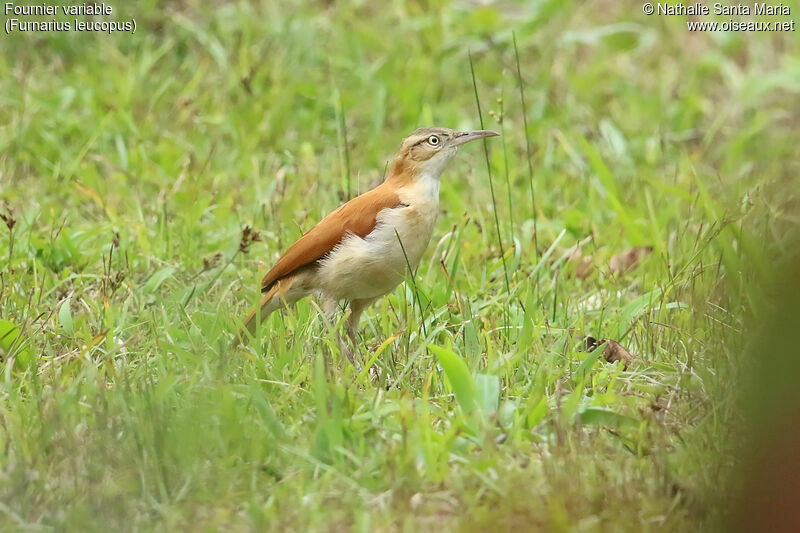 Pale-legged Horneroadult, identification, walking