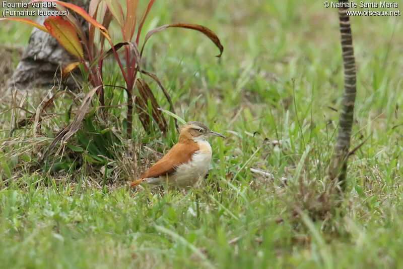 Pale-legged Horneroadult, identification, walking