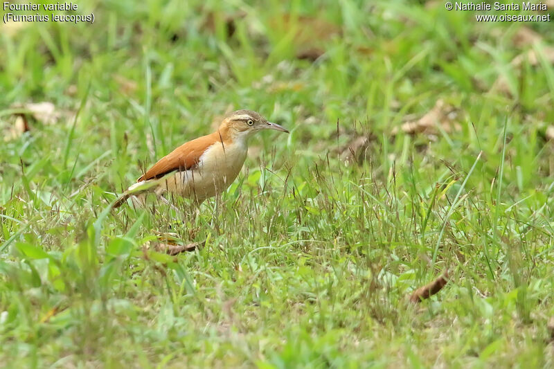 Pale-legged Horneroadult, identification, walking