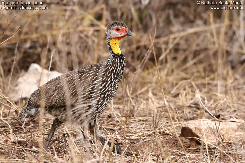 Francolin à cou jauneadulte, identification, habitat, marche