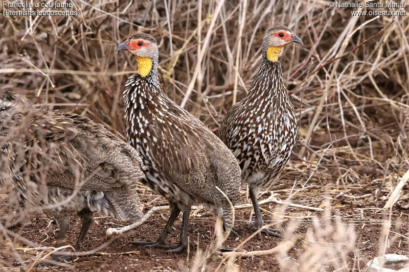 Yellow-necked Spurfowladult, identification, habitat