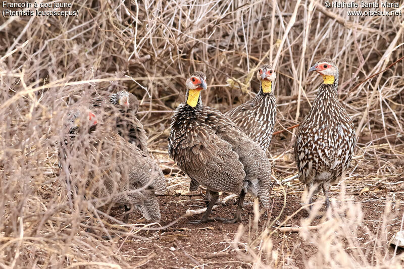 Francolin à cou jauneadulte, identification, habitat, Comportement