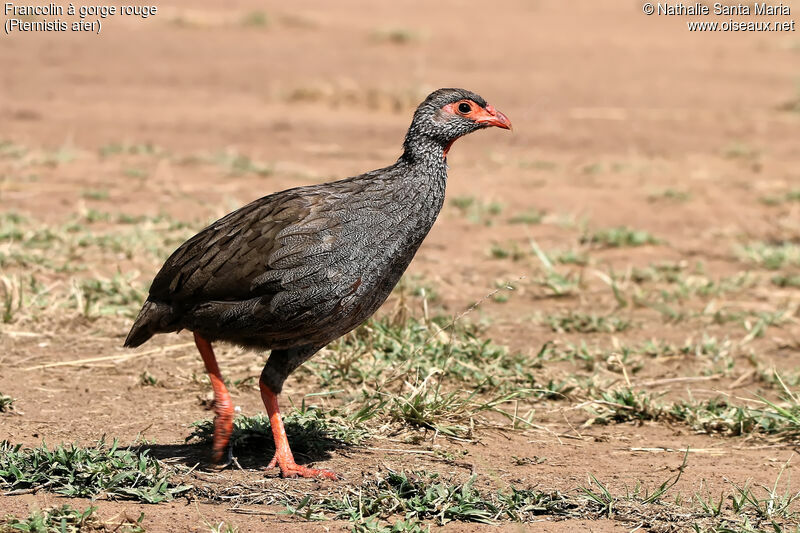 Francolin à gorge rougeadulte, identification, habitat, marche