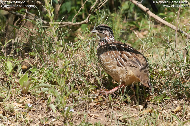 Francolin huppéadulte, marche