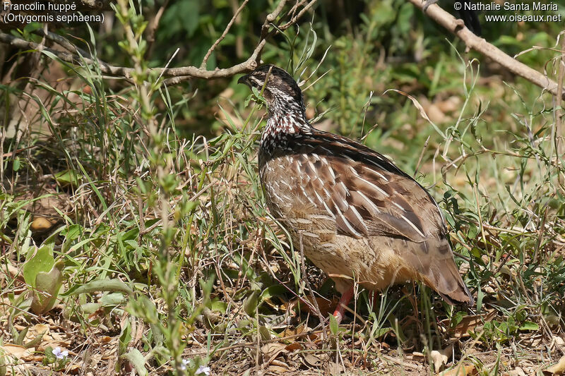 Crested Francolinadult