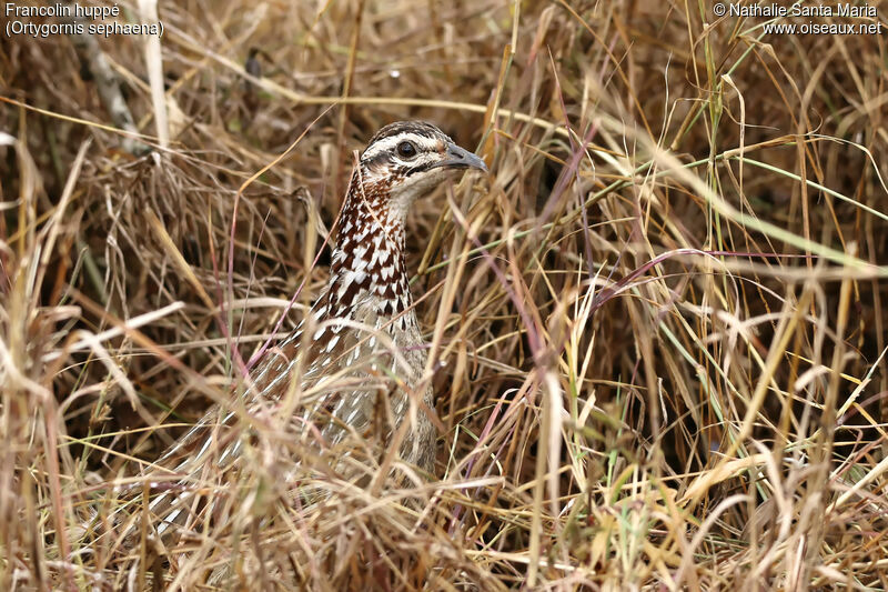 Francolin huppéadulte, camouflage