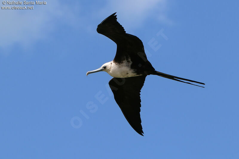 Magnificent Frigatebirdimmature, Flight