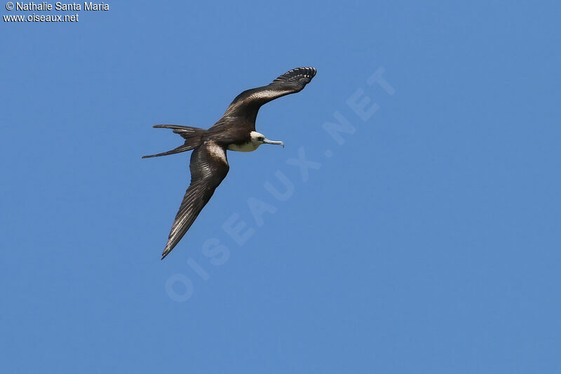 Magnificent Frigatebirdimmature, Flight