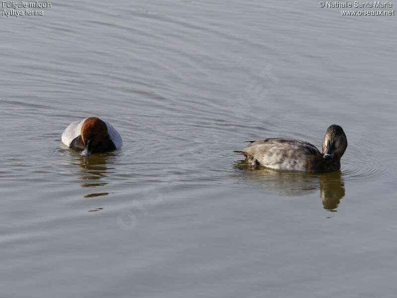 Common Pochardadult breeding, habitat, swimming, Behaviour