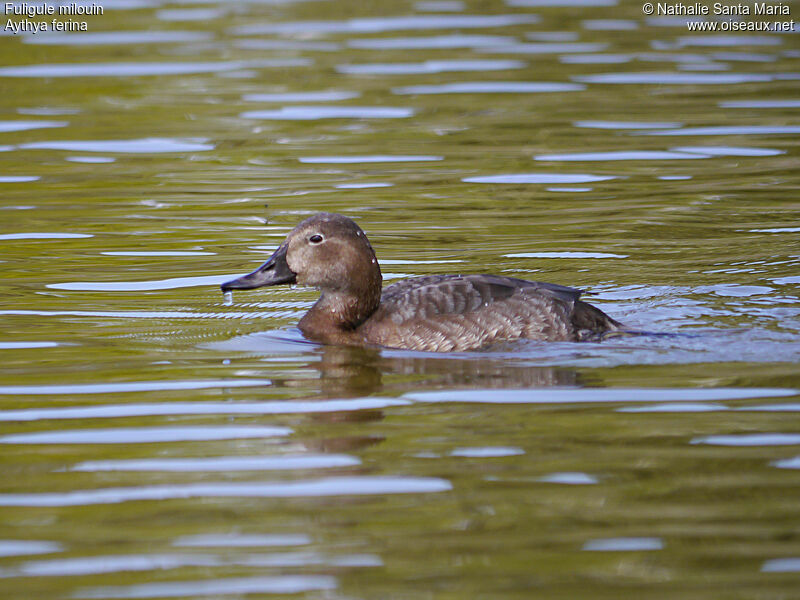 Common Pochard female adult, identification, swimming, Behaviour