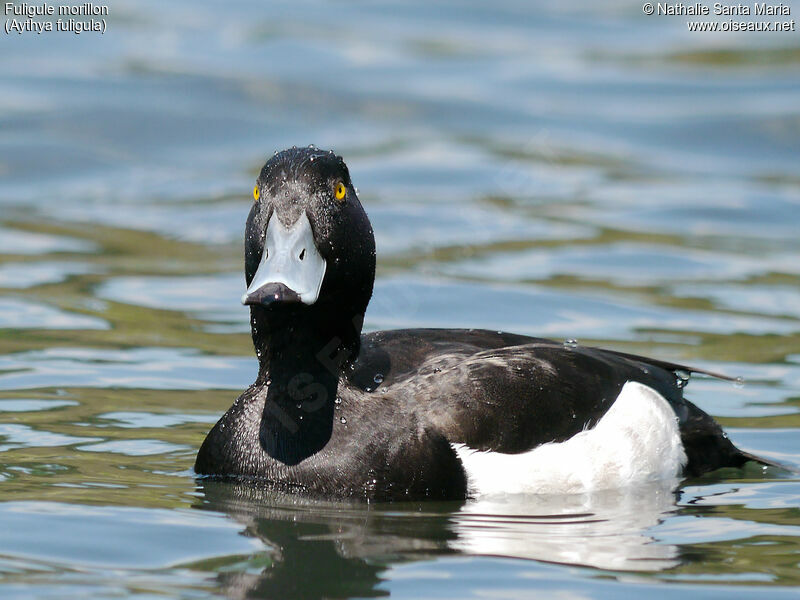 Fuligule morillon mâle adulte nuptial, identification, portrait, habitat, nage