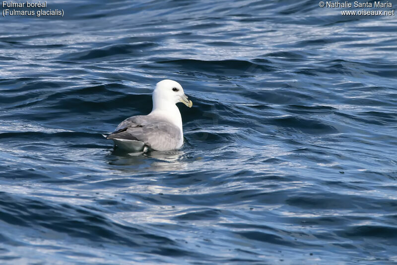 Northern Fulmaradult, identification, habitat, swimming