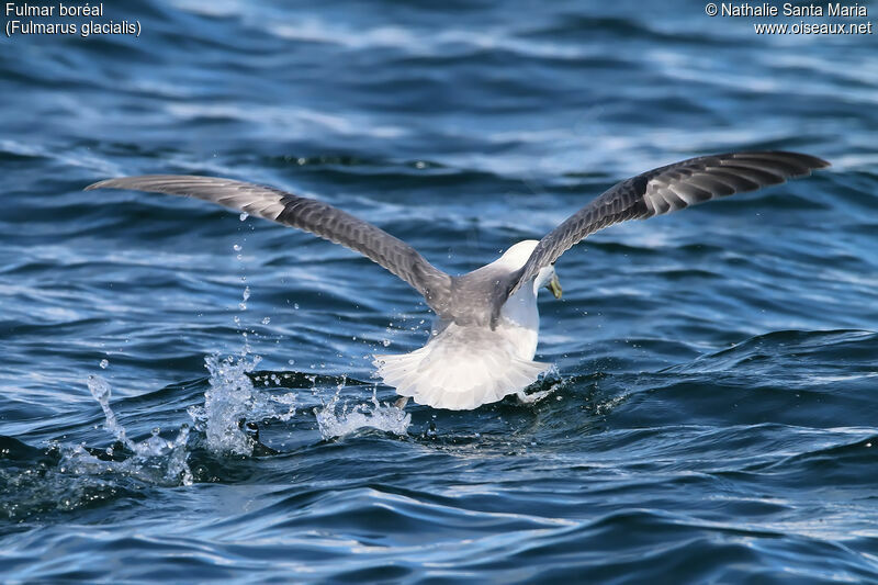 Fulmar boréaladulte, identification, Comportement