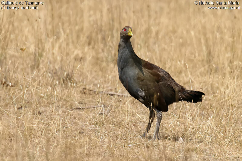 Gallinule de Tasmanieadulte, identification