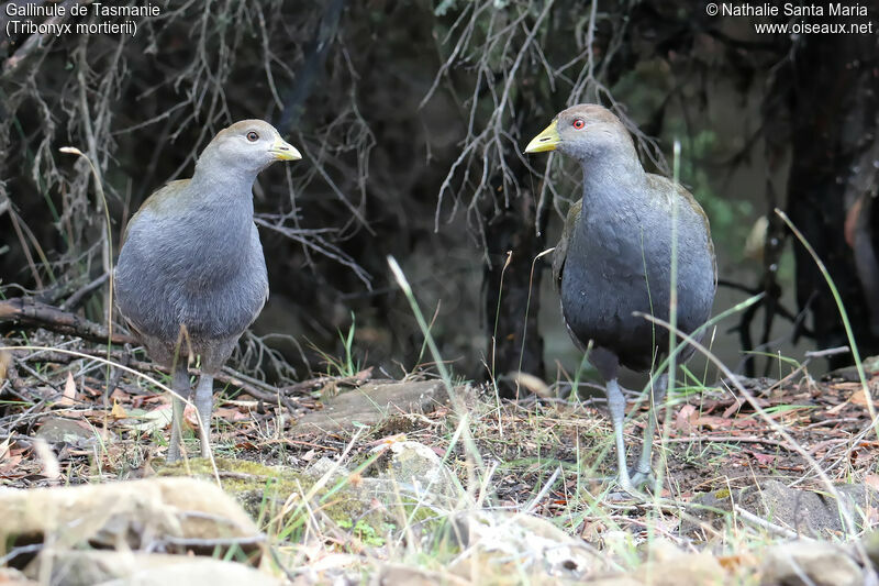 Tasmanian Nativehenimmature, identification