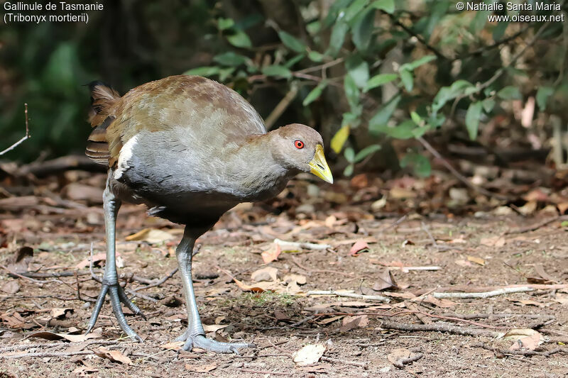 Tasmanian Nativehenadult, identification, walking