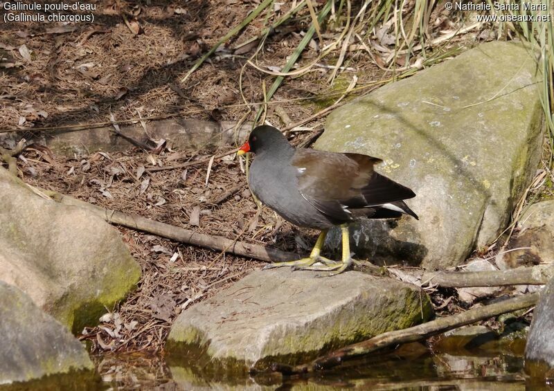 Gallinule poule-d'eauadulte, identification, habitat, marche