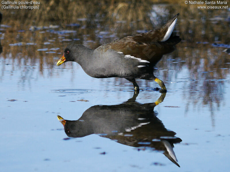 Common Moorhenadult, habitat, walking, Behaviour