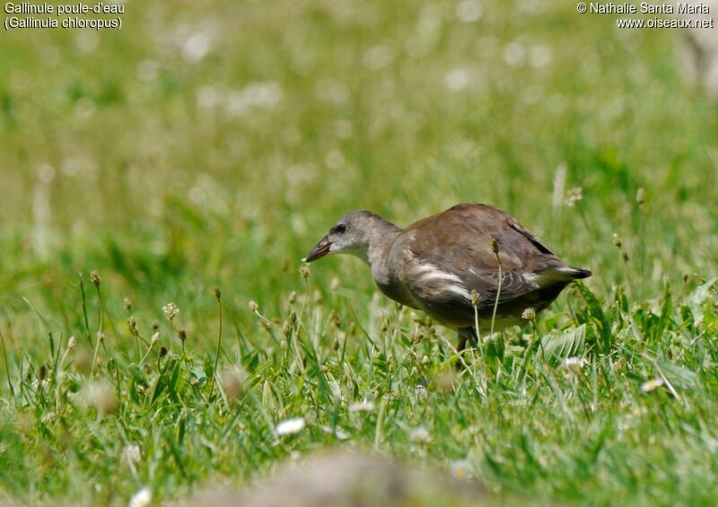 Common Moorhenimmature, identification, habitat, walking