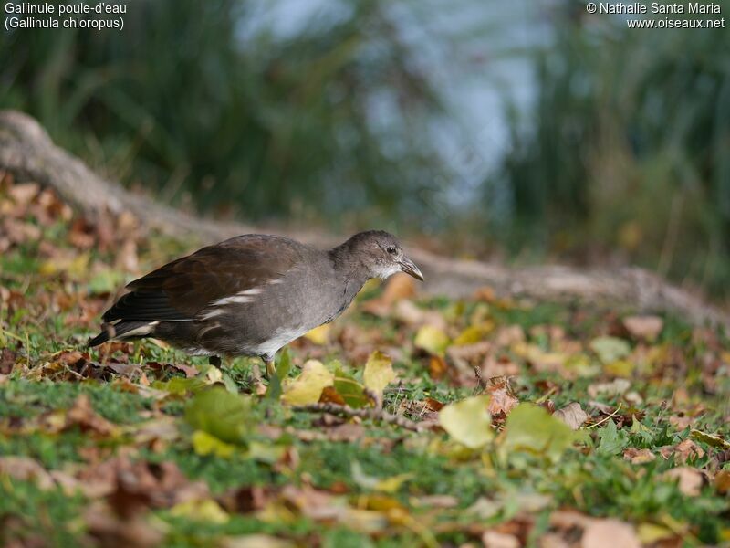 Gallinule poule-d'eauimmature, identification, habitat, marche