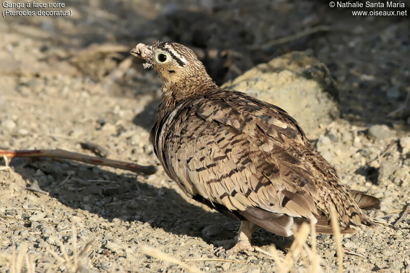 Black-faced Sandgrouseadult, identification, habitat