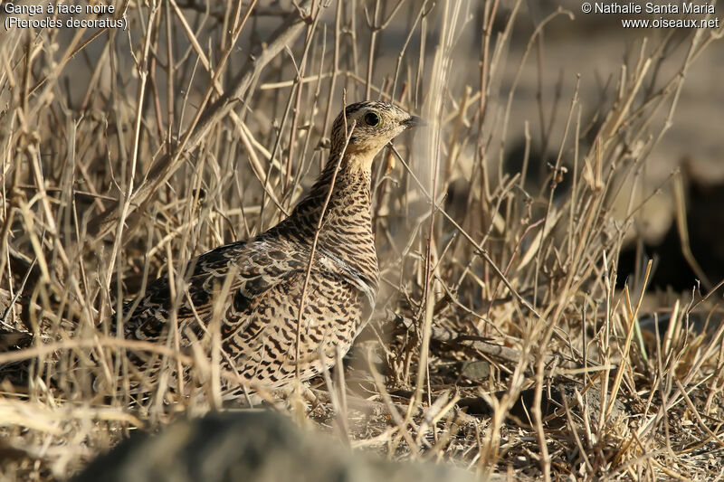 Black-faced Sandgrouse female adult, identification, habitat, camouflage