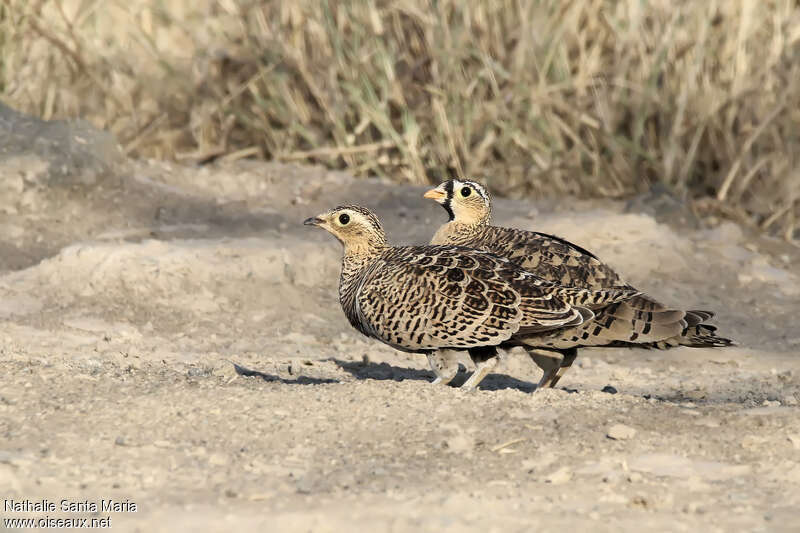 Black-faced Sandgrouseadult, habitat, walking