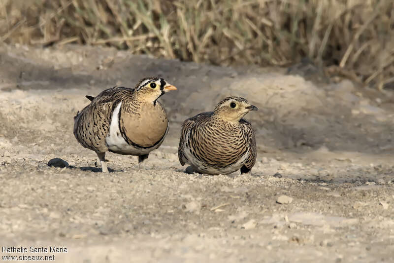 Ganga à face noireadulte, habitat