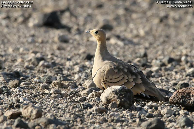 Chestnut-bellied Sandgrouse male adult, identification, habitat